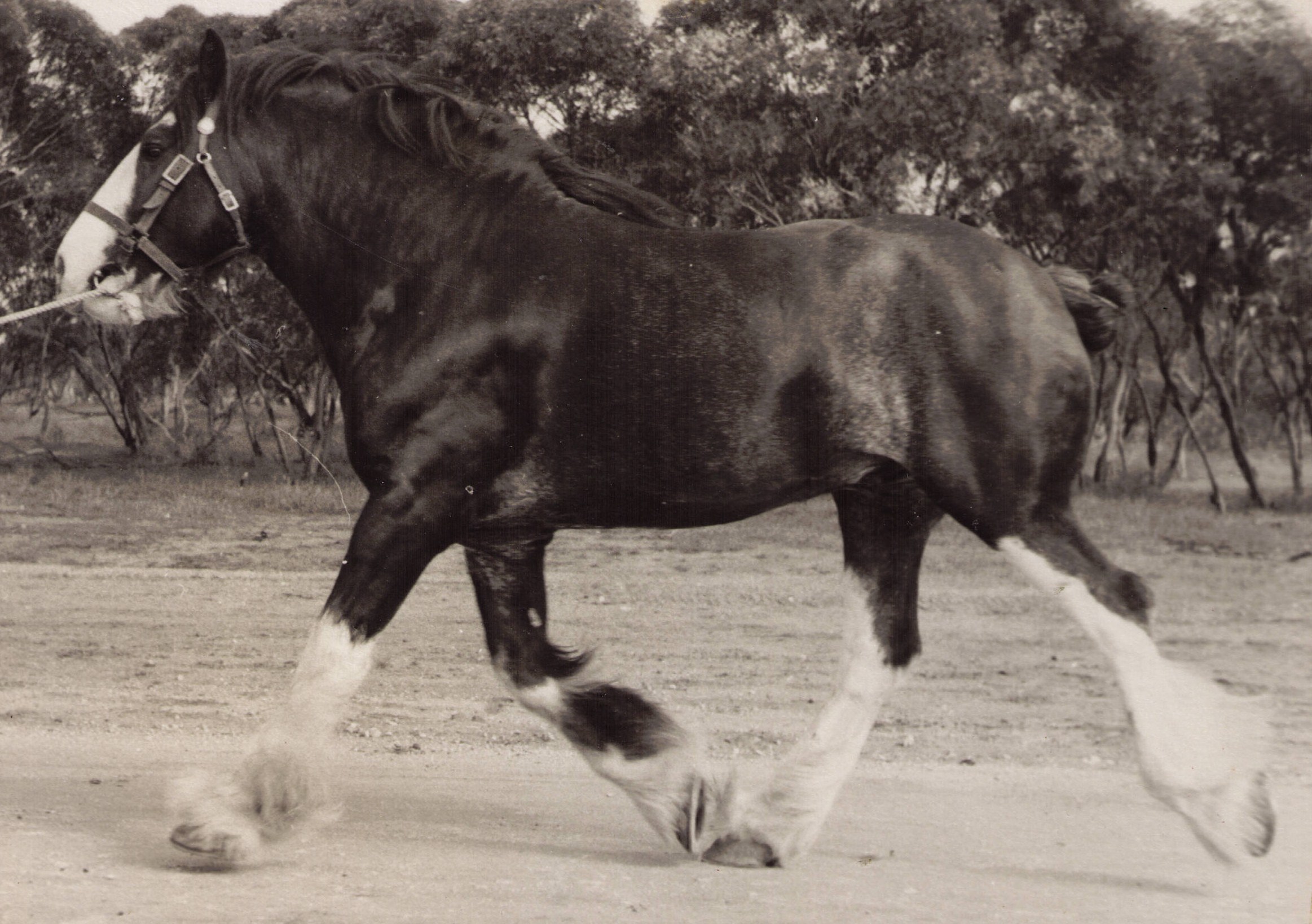 1955 Wurfel's Clydesdale