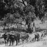 Chapter 5 – The Bullocky – My great-grandfather Joseph Dangerfield 2