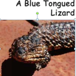 A Blue-Tongued Lizard